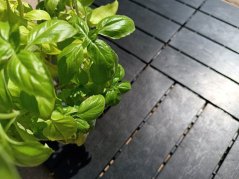 Mosolut Hestra outdoor flooring, Woodlook, black, 1 m²