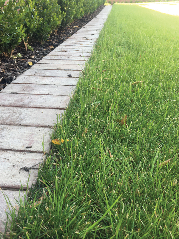 Zatravňovací rohož BERA Grass Fix ECO+, tmavě zelená