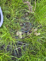 Zatravňovací rohož BERA Grass Fix ECO+, tmavě zelená